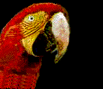 The Sick Parrot